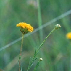 Rutidosis leptorhynchoides (Button Wrinklewort) at Saint Marks Grassland - Barton ACT - 11 Dec 2008 by MichaelBedingfield