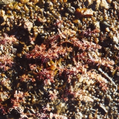 Myriophyllum verrucosum (Red Water-milfoil) at Tennent, ACT - 6 Mar 2006 by MichaelBedingfield