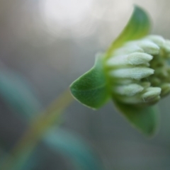 Pimelea linifolia (Slender Rice Flower) at Acton, ACT - 21 Jun 2014 by AaronClausen