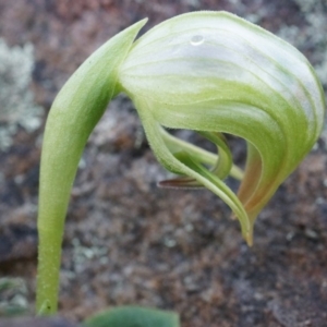 Pterostylis nutans at Canberra Central, ACT - suppressed