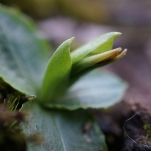 Pterostylis nutans at Canberra Central, ACT - suppressed