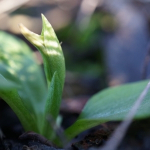 Pterostylis nutans at Canberra Central, ACT - suppressed