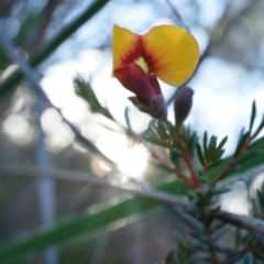 Dillwynia phylicoides (A Parrot-pea) at Acton, ACT - 21 Jun 2014 by AaronClausen