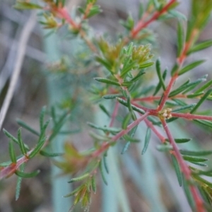 Dillwynia phylicoides at Acton, ACT - 21 Jun 2014