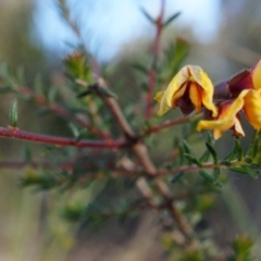 Dillwynia phylicoides (A Parrot-pea) at Acton, ACT - 21 Jun 2014 by AaronClausen