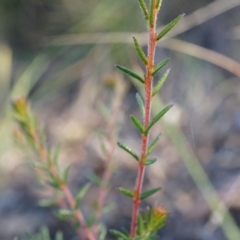 Dillwynia phylicoides at Acton, ACT - 21 Jun 2014