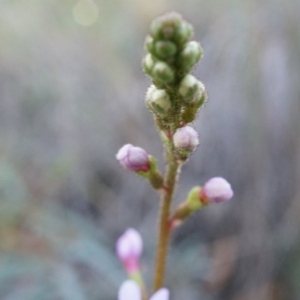 Stylidium graminifolium at Acton, ACT - 21 Jun 2014 02:30 PM