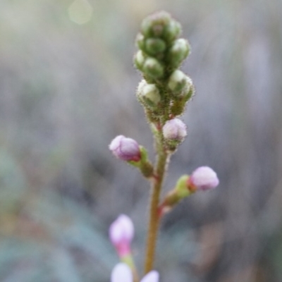 Stylidium graminifolium (Grass Triggerplant) at Acton, ACT - 21 Jun 2014 by AaronClausen