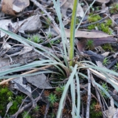 Stylidium graminifolium at Acton, ACT - 21 Jun 2014 02:30 PM