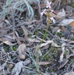 Stylidium graminifolium at Acton, ACT - 21 Jun 2014 02:30 PM