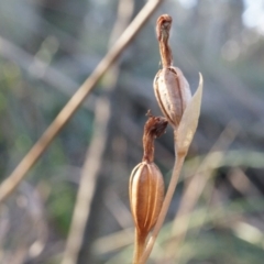 Speculantha rubescens (Blushing Tiny Greenhood) at Canberra Central, ACT - 21 Jun 2014 by AaronClausen