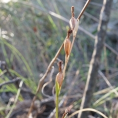 Speculantha rubescens at Canberra Central, ACT - 21 Jun 2014