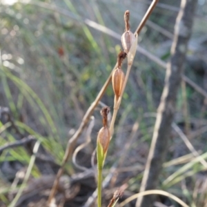 Speculantha rubescens at Canberra Central, ACT - 21 Jun 2014