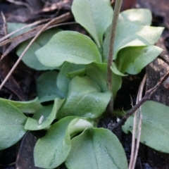 Speculantha rubescens at Canberra Central, ACT - 21 Jun 2014