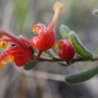 Grevillea alpina (Mountain Grevillea / Cat's Claws Grevillea) at Acton, ACT - 21 Jun 2014 by AaronClausen