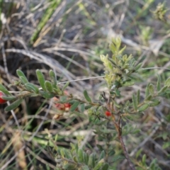 Grevillea alpina at Point 26 - 21 Jun 2014