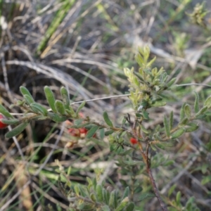 Grevillea alpina at Point 26 - 21 Jun 2014