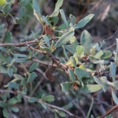 Grevillea alpina at Acton, ACT - 21 Jun 2014 02:29 PM