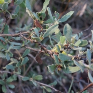 Grevillea alpina at Acton, ACT - 21 Jun 2014