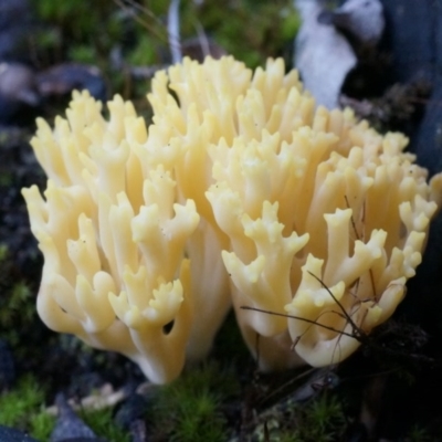 Artomyces turgidus (Peppery coral fungus) at Point 26 - 21 Jun 2014 by SheOak82