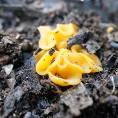 zz – ascomycetes - apothecial (Cup fungus) at Acton, ACT - 21 Jun 2014 by SheOak82