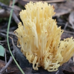 Ramaria anziana (Coral fungus) at Canberra Central, ACT - 21 Jun 2014 by SheOak82