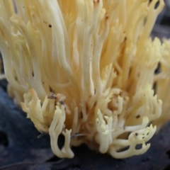 Ramaria anziana at Canberra Central, ACT - 21 Jun 2014 02:01 PM