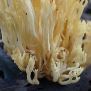 Ramaria anziana at Canberra Central, ACT - 21 Jun 2014 02:01 PM