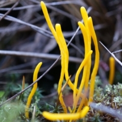 Clavulinopsis amoena (Yellow club) at Acton, ACT - 21 Jun 2014 by SheOak82