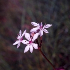 Burchardia umbellata (Milkmaids) at Hall Cemetery - 20 Nov 2004 by michaelb