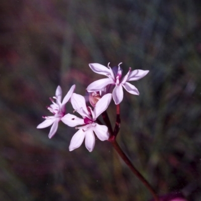 Burchardia umbellata (Milkmaids) at Hall, ACT - 21 Nov 2004 by MichaelBedingfield