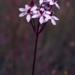 Burchardia umbellata at Hall, ACT - 21 Nov 2004