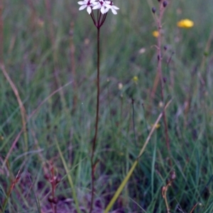 Burchardia umbellata at Hall, ACT - 21 Nov 2004