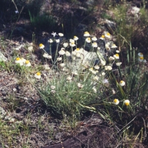 Leucochrysum albicans subsp. tricolor at Conder, ACT - 19 Dec 2000