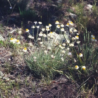 Leucochrysum albicans subsp. tricolor (Hoary Sunray) at Conder, ACT - 19 Dec 2000 by MichaelBedingfield