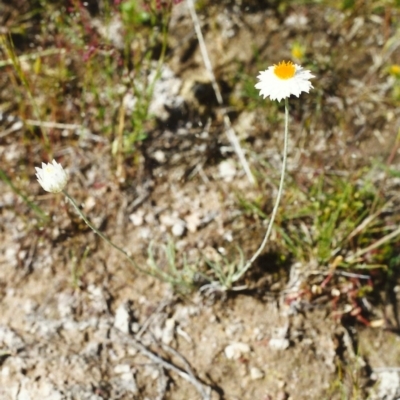 Leucochrysum albicans subsp. tricolor (Hoary Sunray) at Conder, ACT - 9 Nov 1999 by MichaelBedingfield