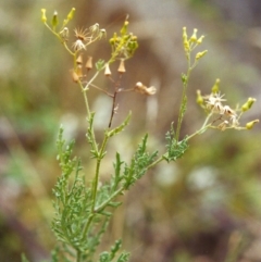 Senecio bathurstianus (Rough Fireweed) at Conder, ACT - 22 Jan 2000 by michaelb