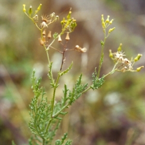 Senecio bathurstianus at Conder, ACT - 23 Jan 2000