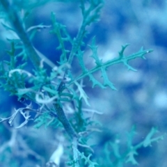 Senecio bathurstianus at Conder, ACT - 23 Jan 2000