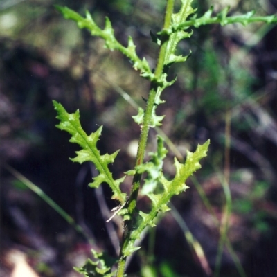 Senecio hispidulus (Hill Fireweed) at Tuggeranong DC, ACT - 19 Dec 2000 by MichaelBedingfield