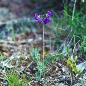 Swainsona sericea at Theodore, ACT - 24 Oct 2001