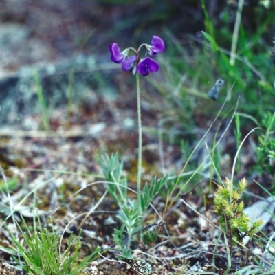 Swainsona sericea (Silky Swainson-Pea) at Rob Roy Range - 24 Oct 2001 by MichaelBedingfield