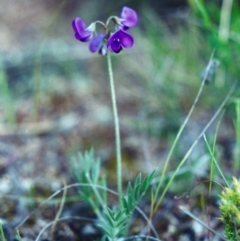 Swainsona sericea at Theodore, ACT - 24 Oct 2001