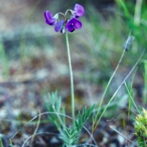 Swainsona sericea at Theodore, ACT - 24 Oct 2001