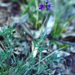 Swainsona sericea at Theodore, ACT - 24 Oct 2001