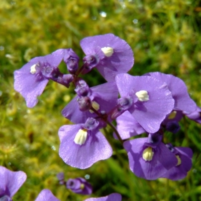 Utricularia dichotoma (Fairy Aprons, Purple Bladderwort) at Farrer Ridge - 30 Oct 2010 by julielindner