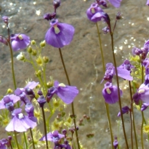 Utricularia dichotoma at Farrer Ridge - 31 Oct 2010