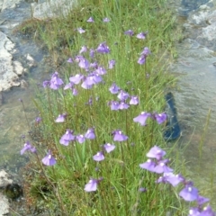 Utricularia dichotoma at Farrer Ridge - 31 Oct 2010