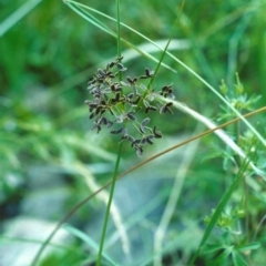 Cyperus concinnus (Trim Flat-sedge) at Tharwa, ACT - 4 Dec 2005 by MichaelBedingfield