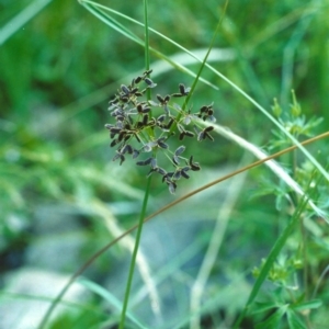 Cyperus concinnus at Tharwa, ACT - 4 Dec 2005